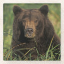 Suche nach grizzlybär untersetzer Portrait