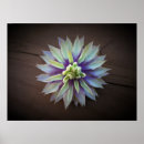 Suche nach clematis poster Blüte