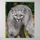 Suche nach cougar poster Berglöwe
