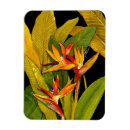 Suche nach paradiesvogel magnete Blume