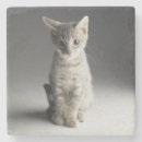 Suche nach blaue katze untersetzer Grau