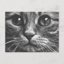 Suche nach katzengesicht postkarten Augen