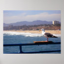 Suche nach seagull poster Kalifornien