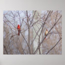 Suche nach weibchen poster Natur