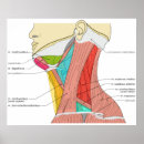 Suche nach anatomische poster Muskeln