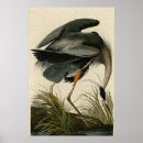 Suche nach john james audubon poster Vogel