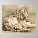 Suche nach wilder tiger poster Safari
