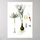 Suche nach krokus poster Blume