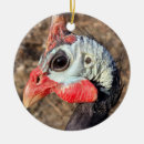 Suche nach lustiger vogel ornamente Geflügel