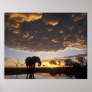Suche nach botswana poster Fauna