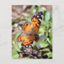 Suche nach braune schmetterlinge postkarten Fotografie