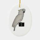 Suche nach cockatoo Vogelvogel