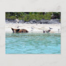 Suche nach schweine postkarten Exuma
