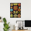 Suche nach ascidiae poster Meer