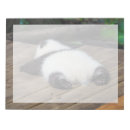 Suche nach niedliche panda notizblock Riesenpanda