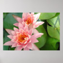 Suche nach pracht poster Blume