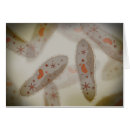 Suche nach protozoen postkarten Biologie