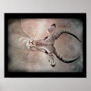 Suche nach antilopen poster Gazelle