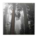 Suche nach sequoia fliesen Bäume