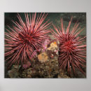 Suche nach seeigel poster Meer