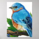 Suche nach drossel poster Vögel