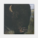Suche nach büffel magnete Bison