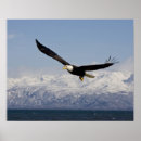 Suche nach alaska adler poster Wild