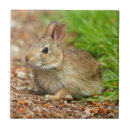 Suche nach easter fliesen Quelle