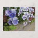 Suche nach stiefmütterchen postkarten Violett