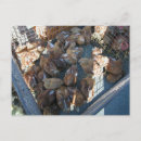 Suche nach viehzüchter postkarten Viehzucht