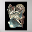 Suche nach seashell poster Sammlung