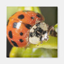 Suche nach makro magnete Natur