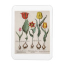 Suche nach schöne tulpen magnete Pre 19th