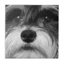 Suche nach miniatur fliesen Schnauzer