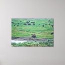Suche nach amerikanischer bison leinwandbilder Braun