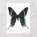 Suche nach pretty postkarten Butterfly