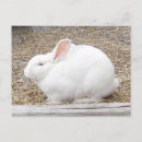 Suche nach nagetiere postkarten Hase