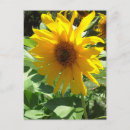 Suche nach gelbe biene postkarten Sonnenblumen
