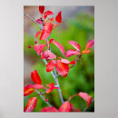 Suche nach prunus poster Pflanze