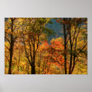 Suche nach orange blätter poster Wald