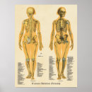 Suche nach menschlicher knochen poster Anatomie