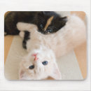Suche nach kätzchen mousepads Fokus auf vordergrund