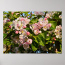 Suche nach apfelblüte poster Jede person