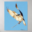 Suche nach eitelkeit poster Fliegen
