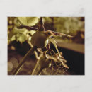 Suche nach sepia blume postkarten Natur