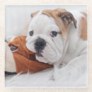 Suche nach englische bulldogge untersetzer Welpe