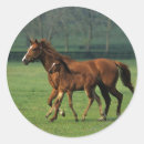 Suche nach stute aufkleber Pferd