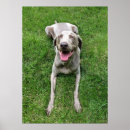 Suche nach weimaraner poster Haustier