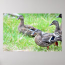 Suche nach ente poster Natur