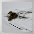 Suche nach baby enten poster Vögel